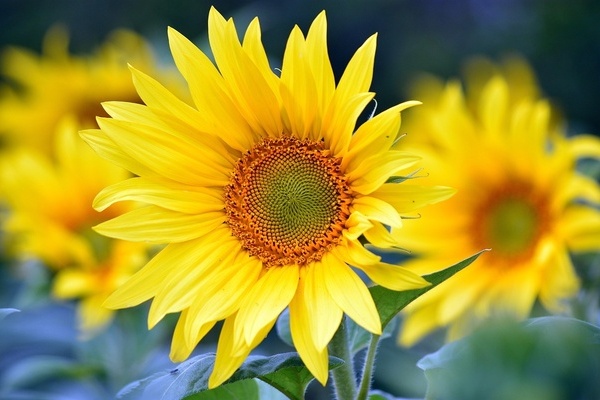 Sonnenblume Sonnenblume