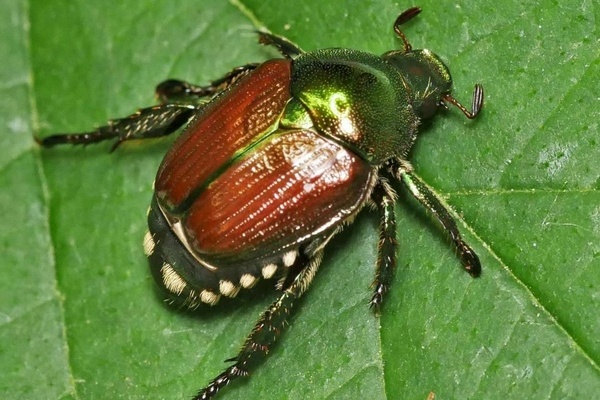 Japankfer Foto: Zimmermann