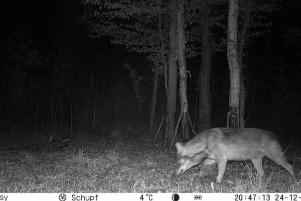 Zweiter bestätigter Wolfsnachweis im Landkreis Emmendingen Zweiter bestätigter Wolfsnachweis im Landkreis Emmendingen